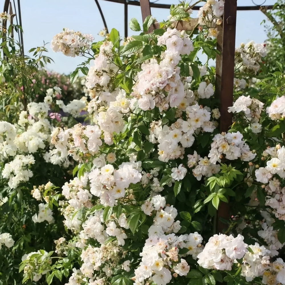 Sweet Siluetta Rose