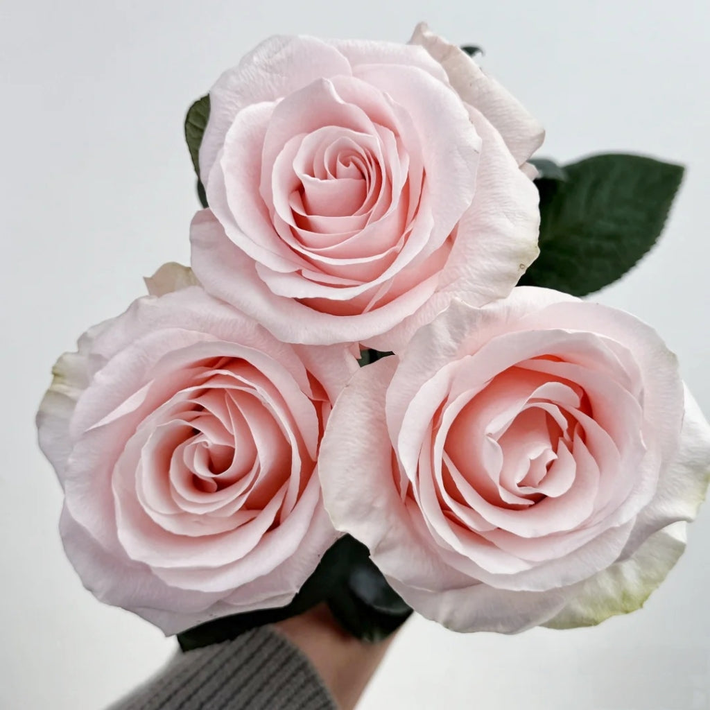 Sweet Beat Rose