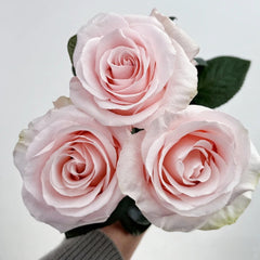 Sweet Beat Rose