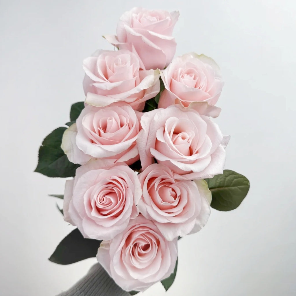 Sweet Beat Rose