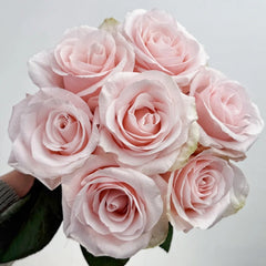Sweet Beat Rose