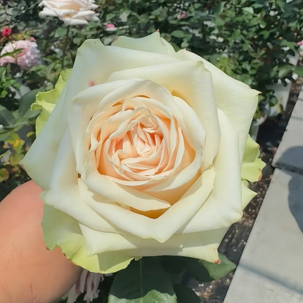 Talea Rose
