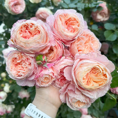 Tamaki Misora Rose