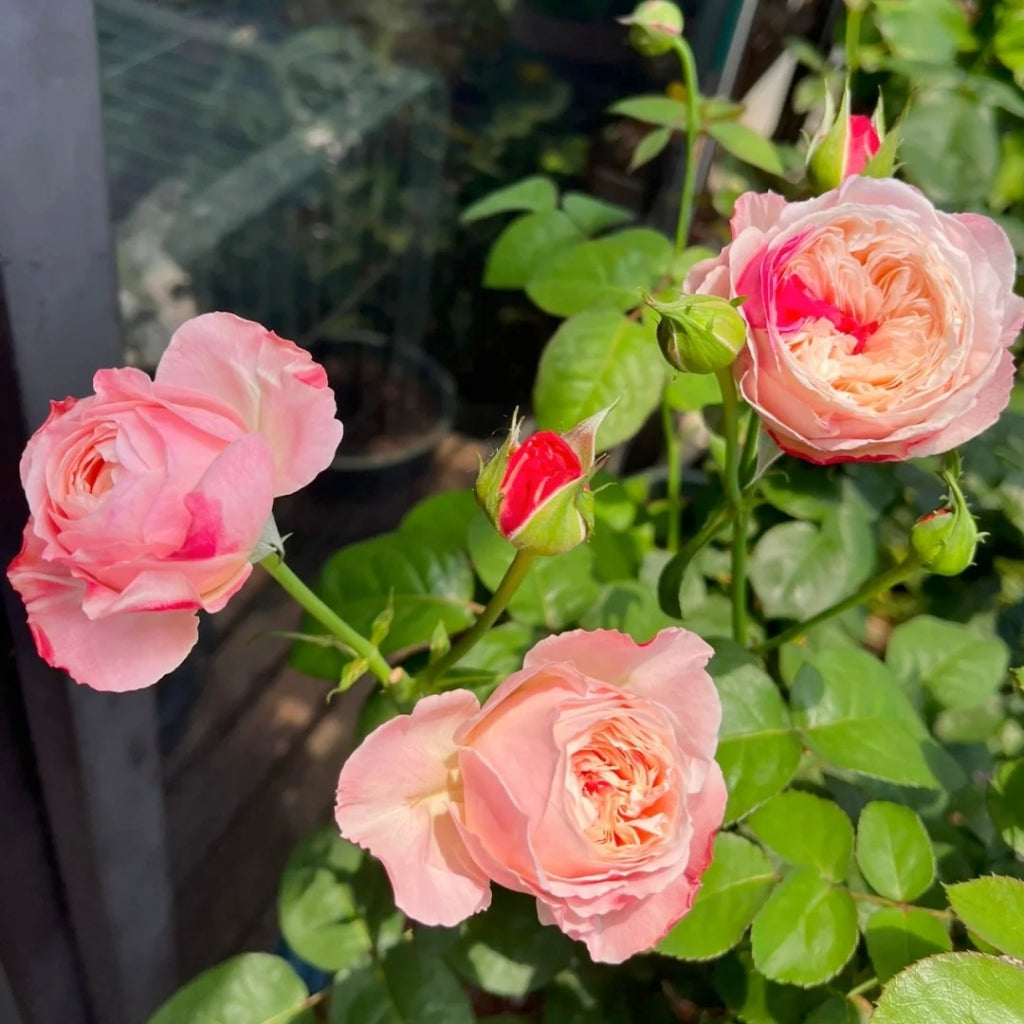 Tamaki Misora Rose
