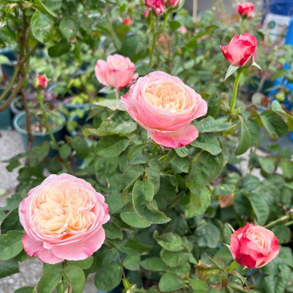 Tamaki Misora Rose