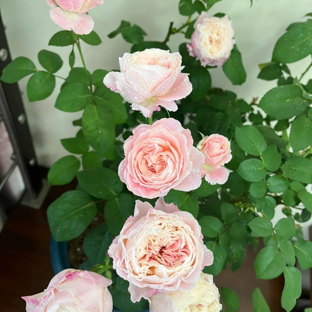 Tamaki Misora Rose