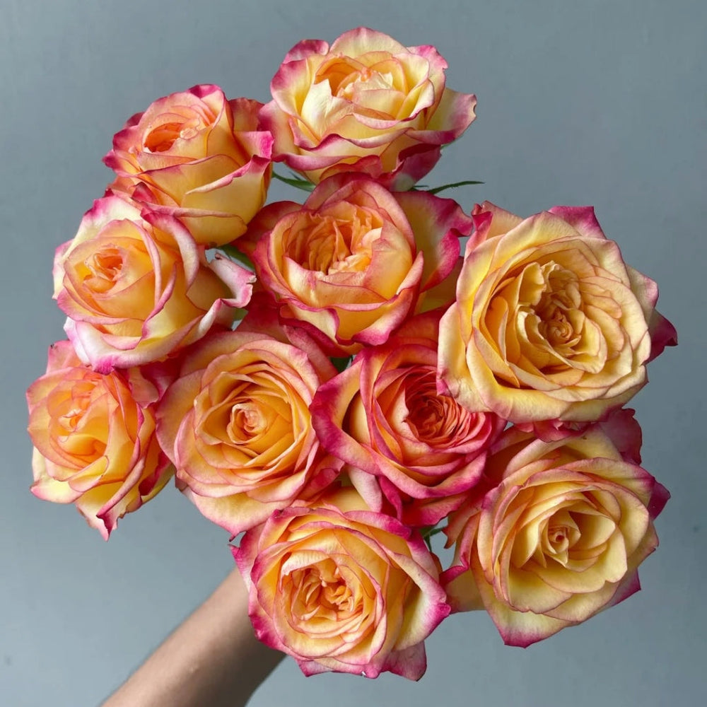 Tao Zhi Yao Yao Rose