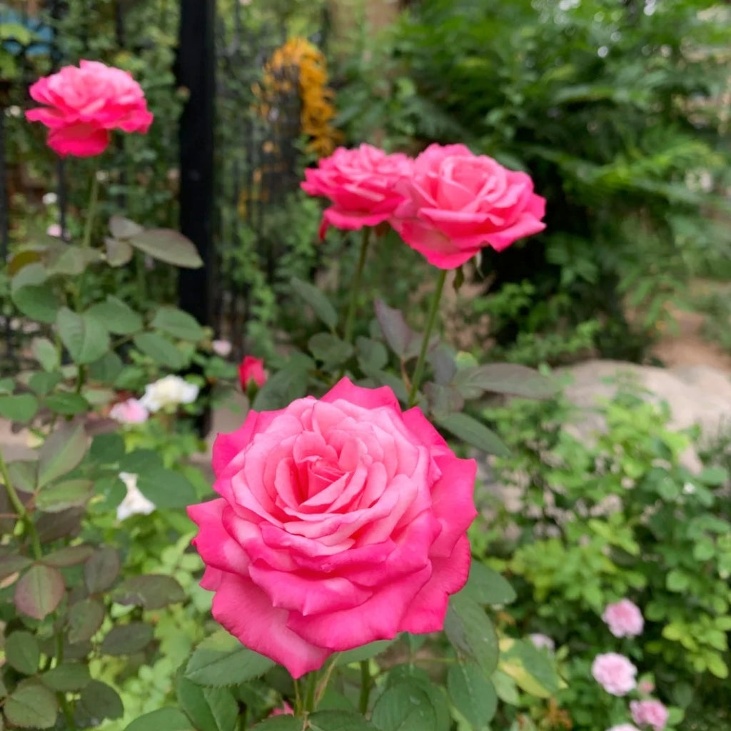 Tao Zhuo Lan Tian Rose