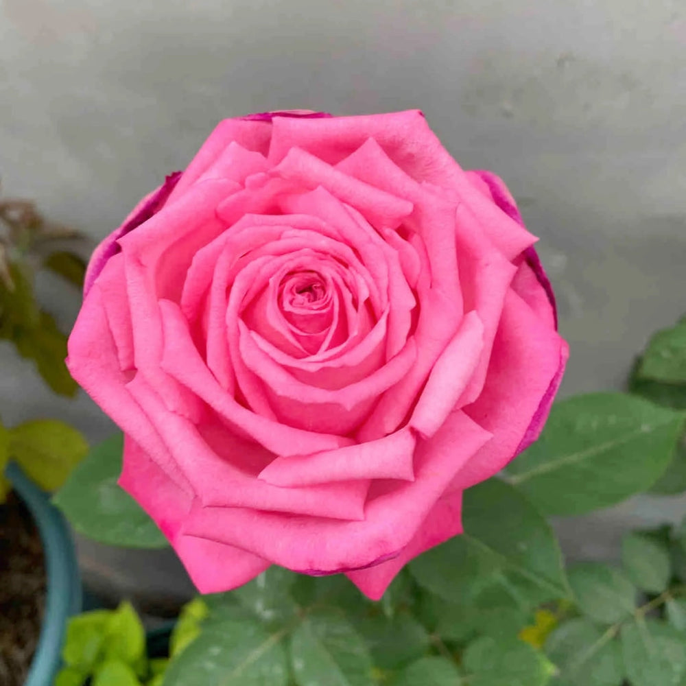 Tao Zhuo Lan Tian Rose