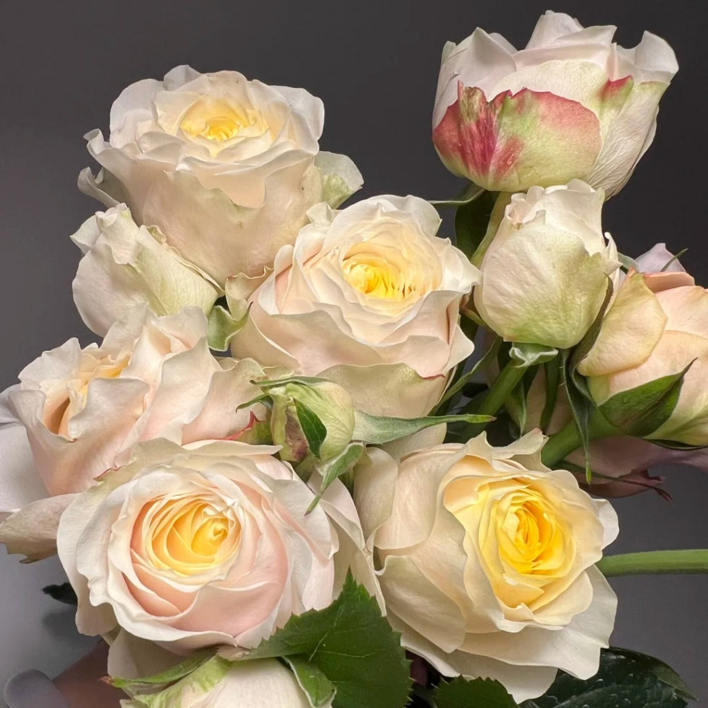 Teresa Rose Madame Gulya Rose