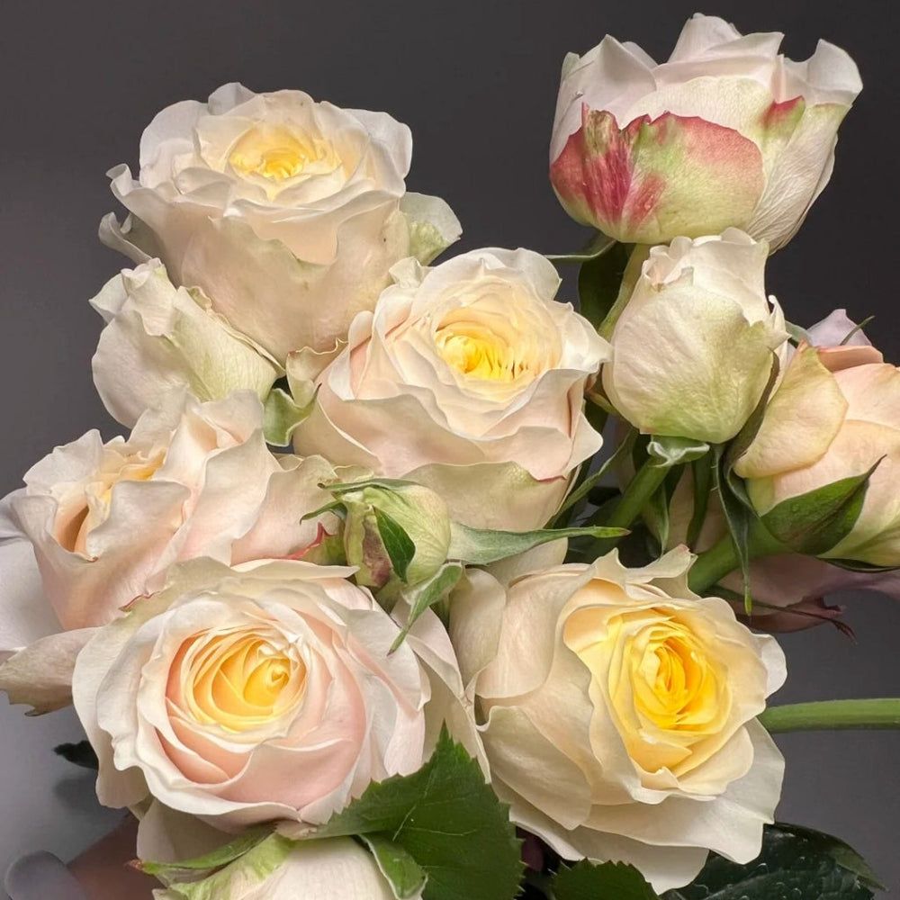 Teresa Rose Madame Gulya Rose