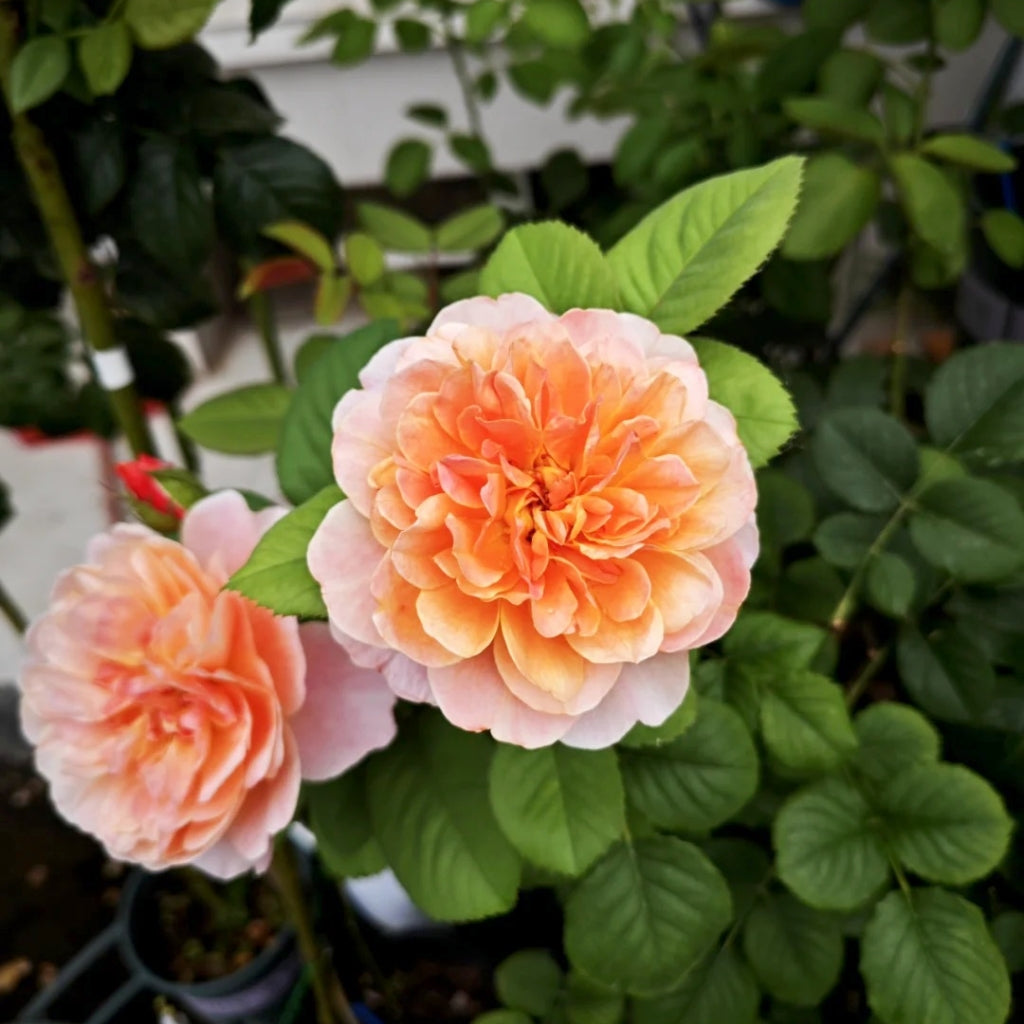 The Impressionist Rose