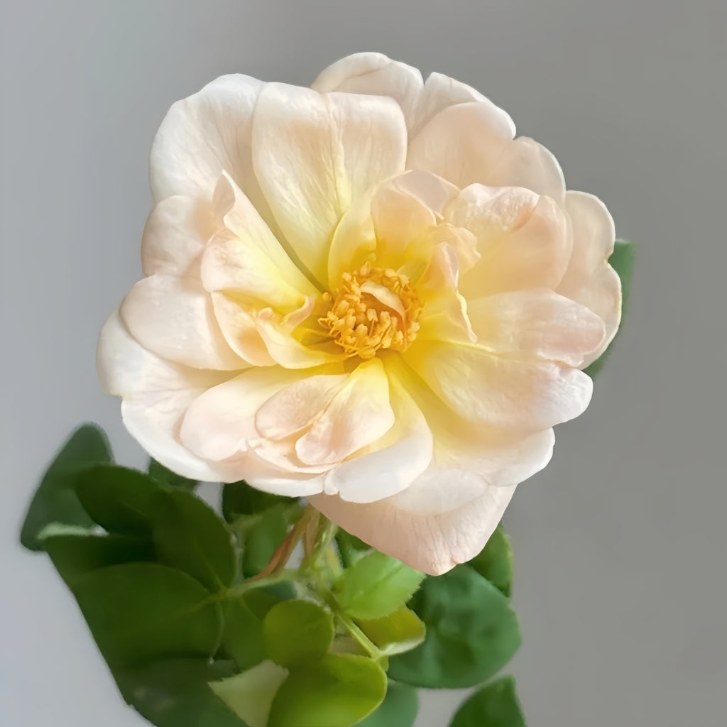The Lark Ascending Rose
