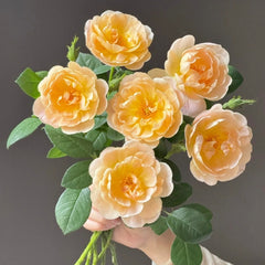 The Lark Ascending Rose
