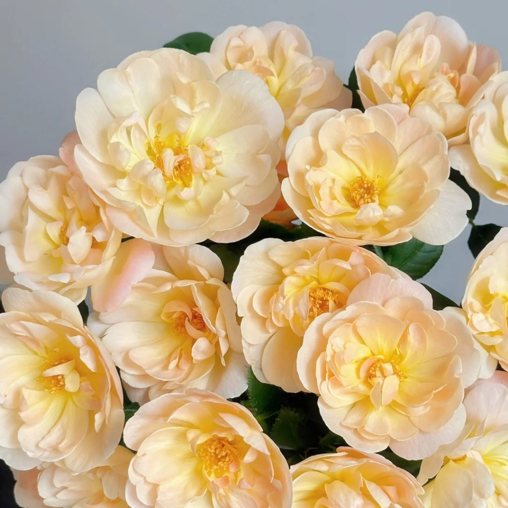 The Lark Ascending Rose