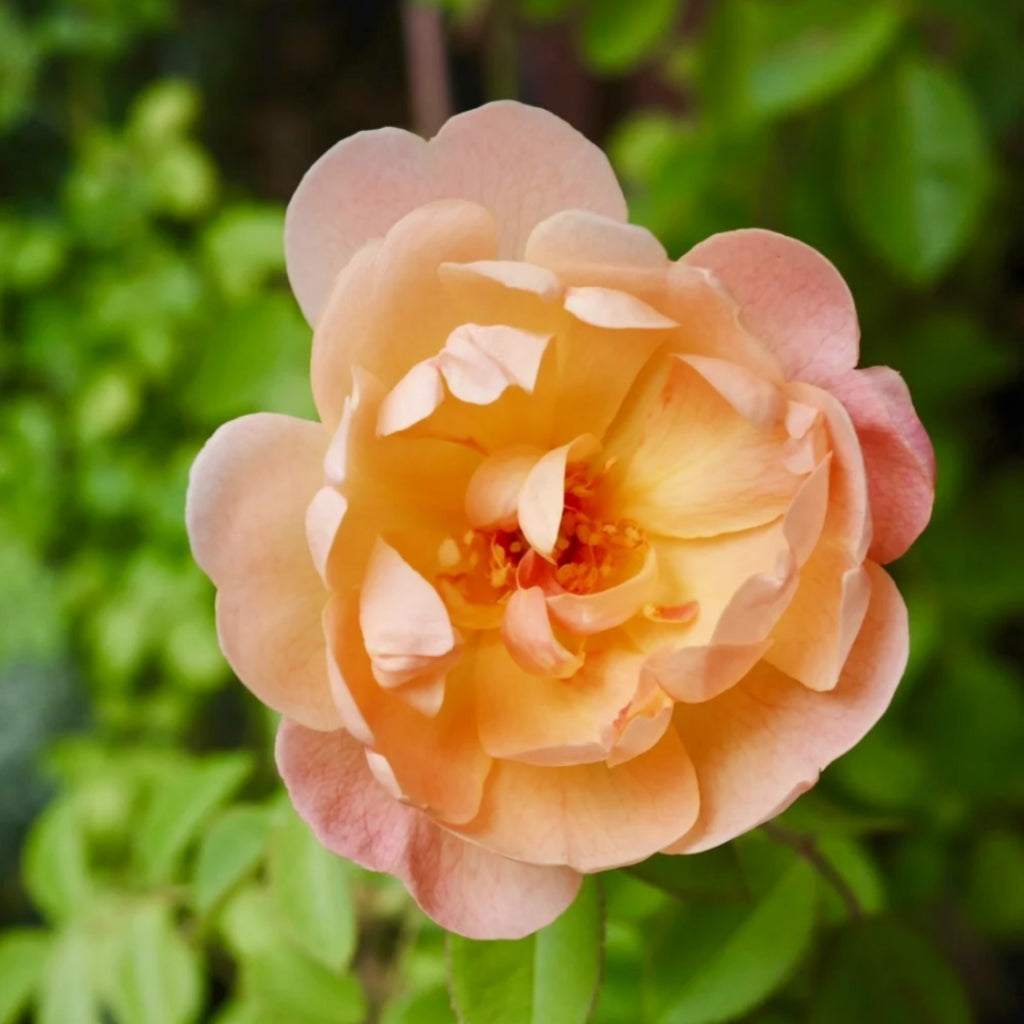 The Lark Ascending Rose
