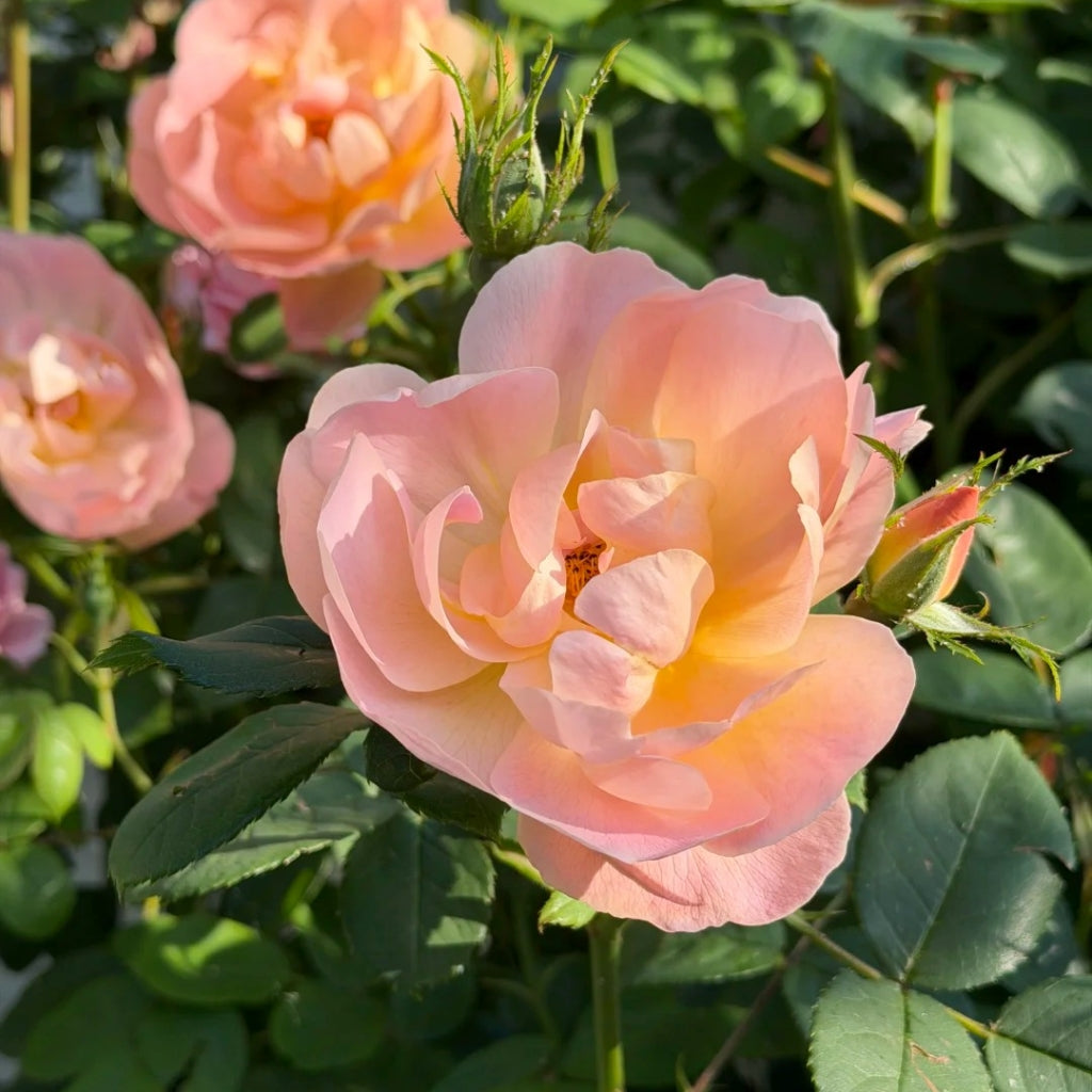 The Lark Ascending Rose