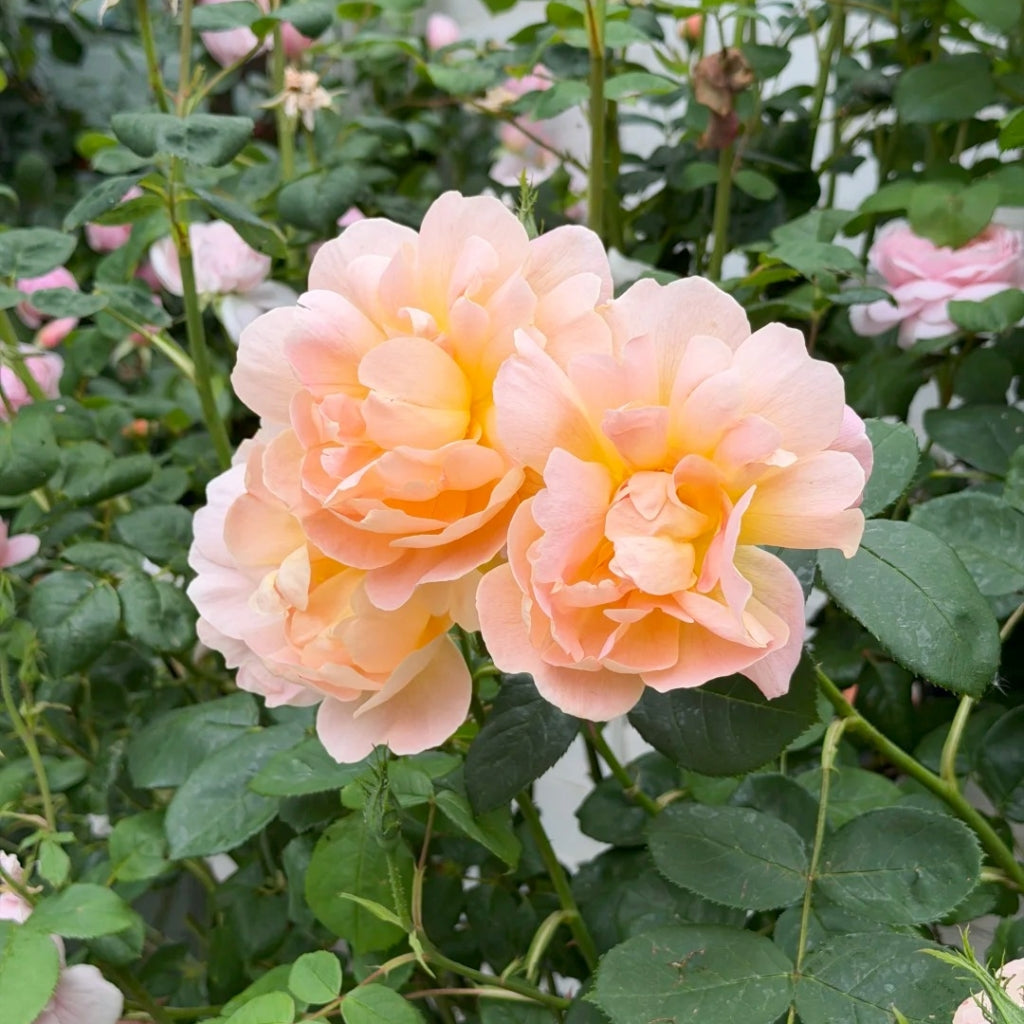 The Lark Ascending Rose