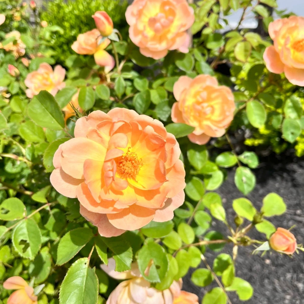 The Lark Ascending Rose