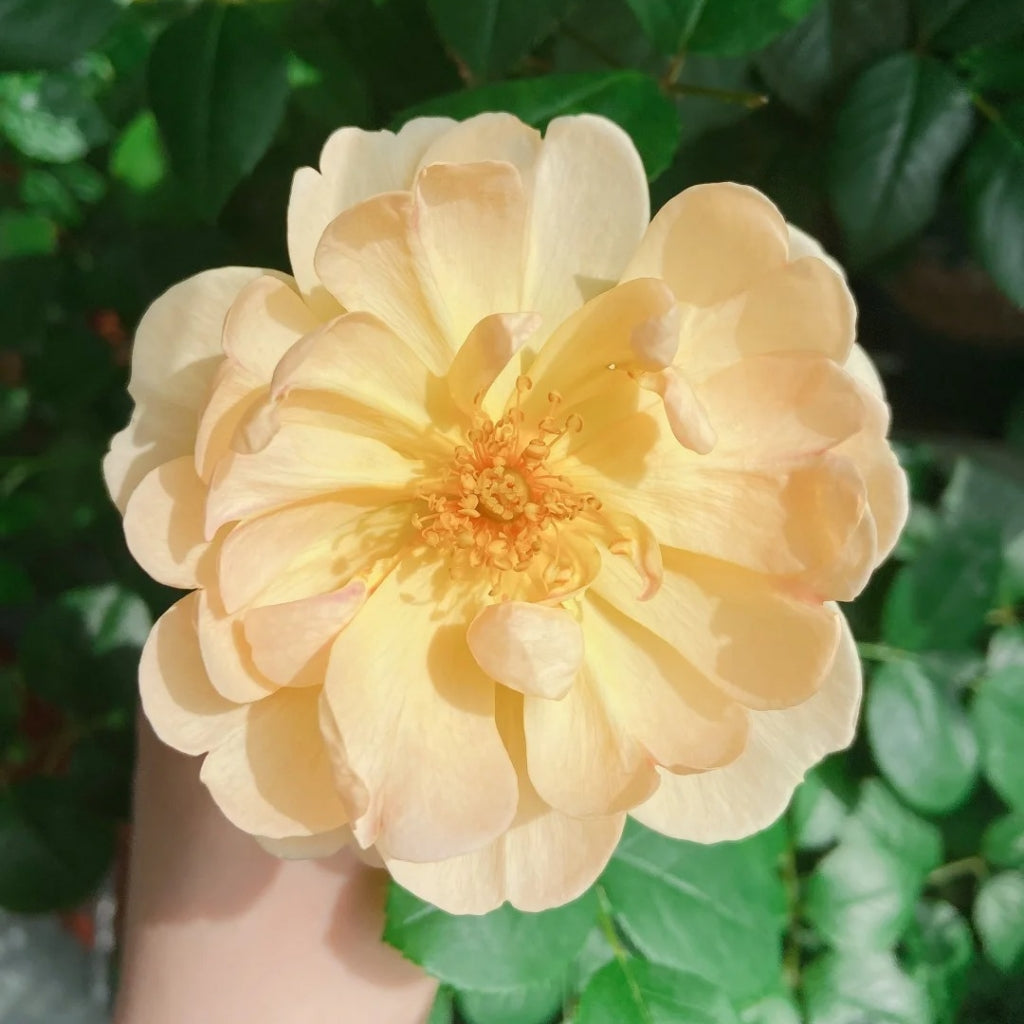 The Lark Ascending Rose