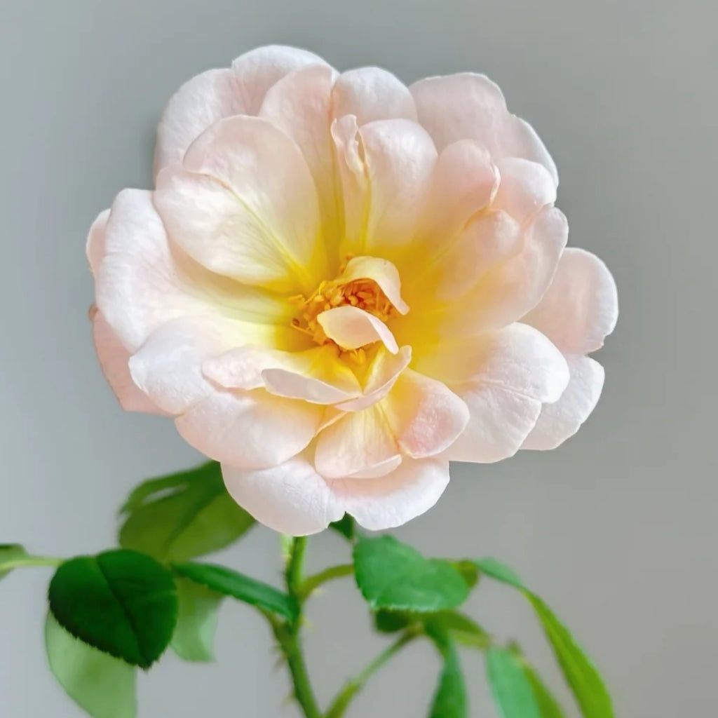The Lark Ascending Rose