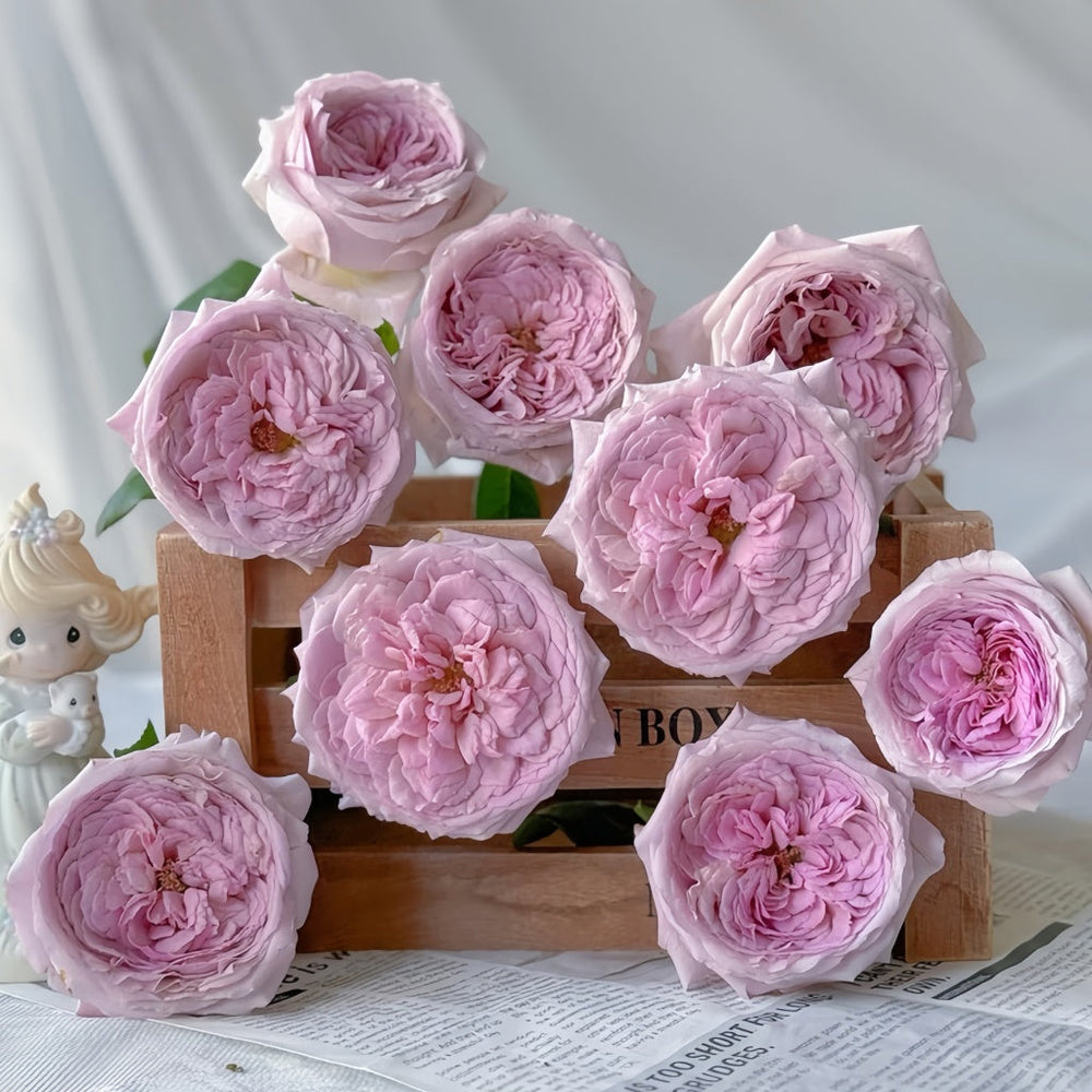 The Pride Rose