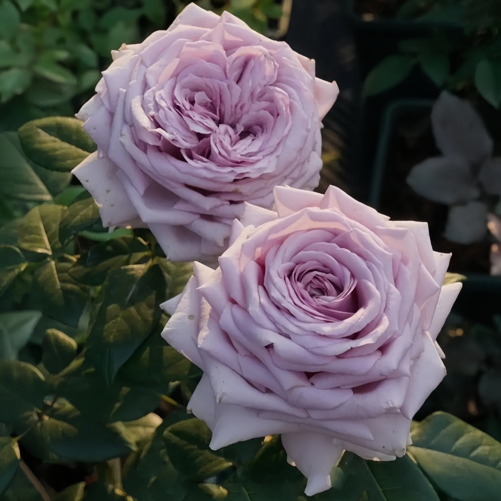 The Pride Rose