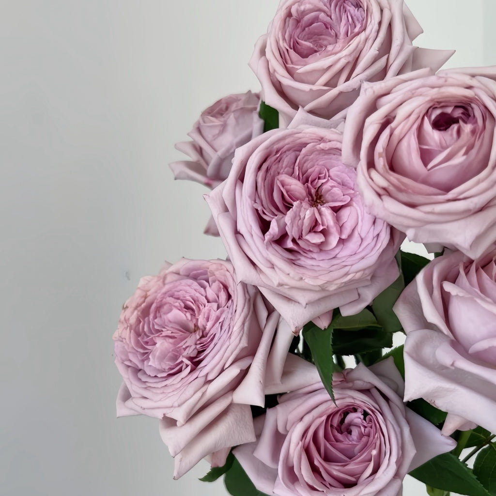 The Pride Rose