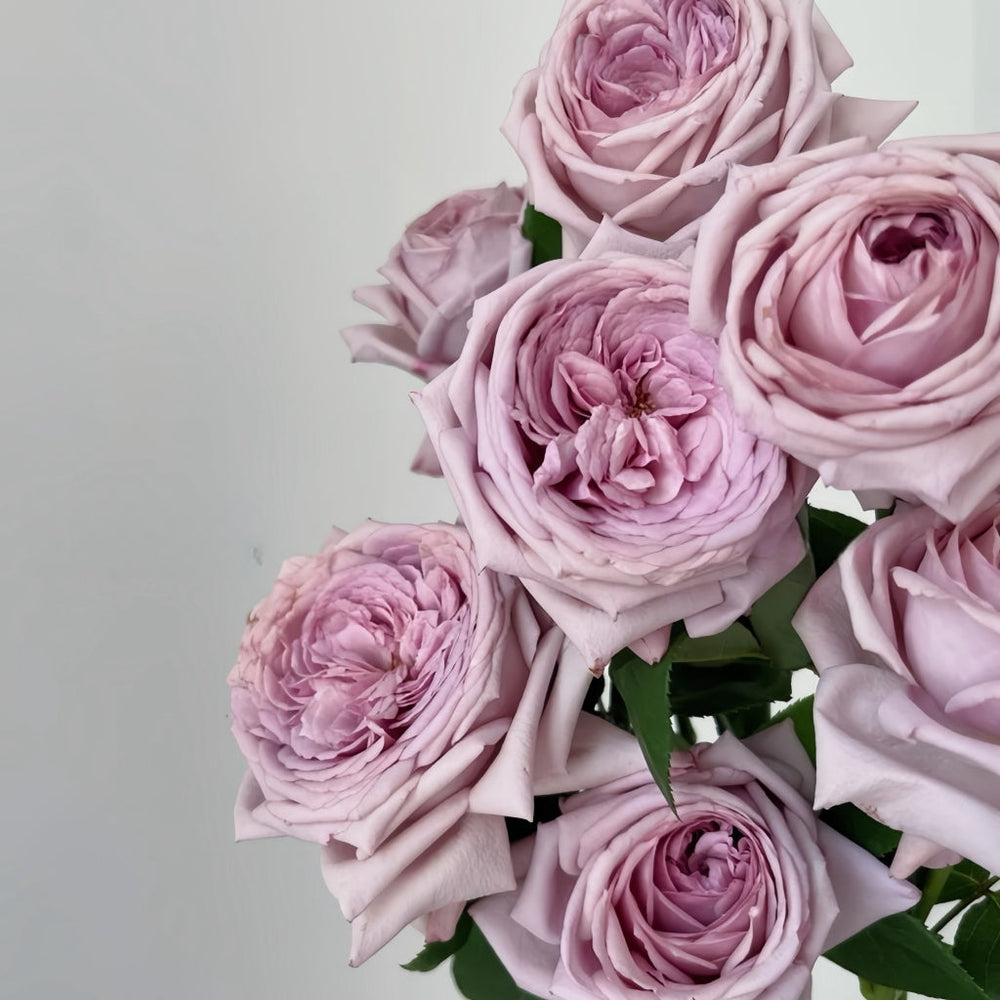 The Pride Rose