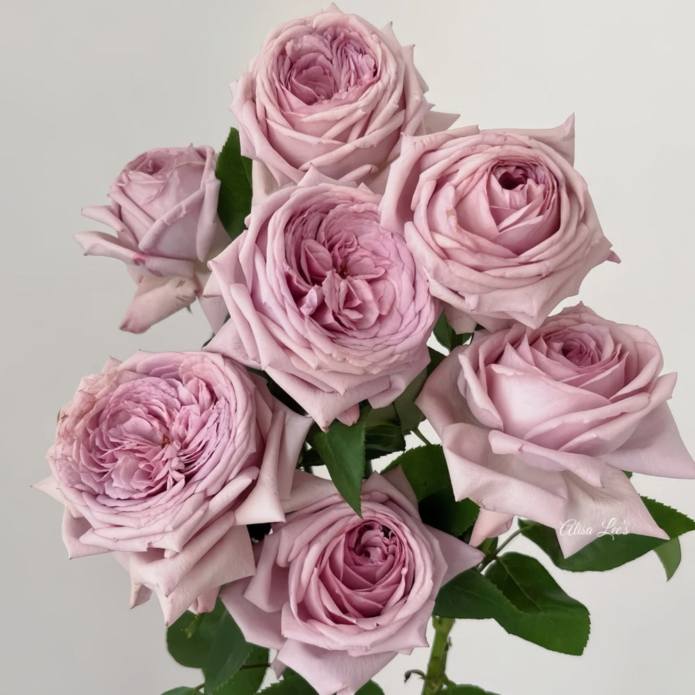 The Pride Rose