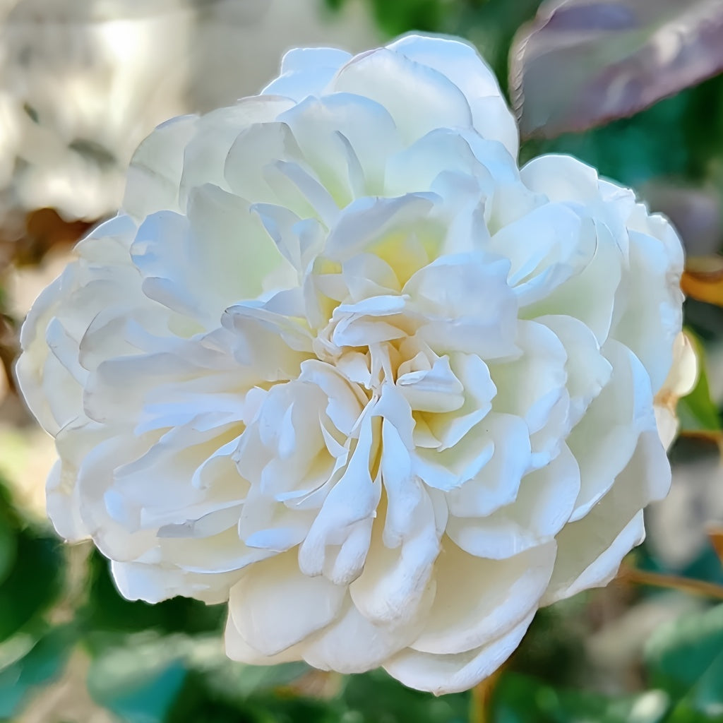 The Scientist Rose