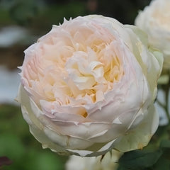 The Scientist Rose