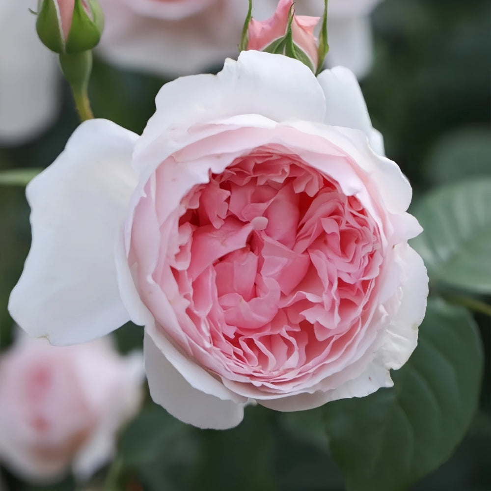 The Wedgwood Rose