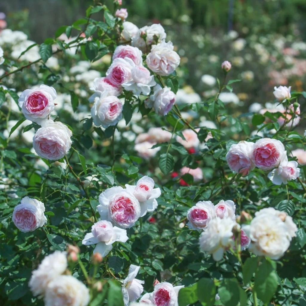 The Wedgwood Rose