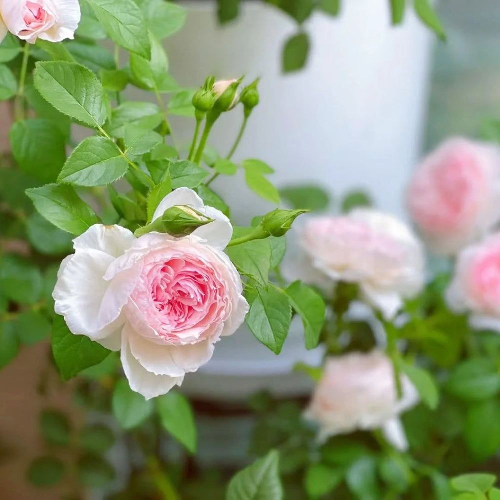 The Wedgwood Rose