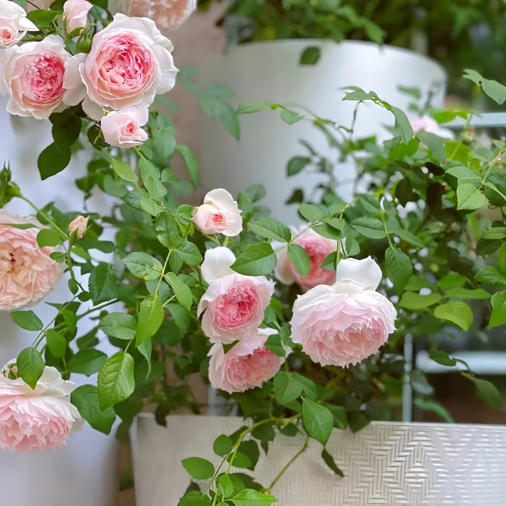 The Wedgwood Rose