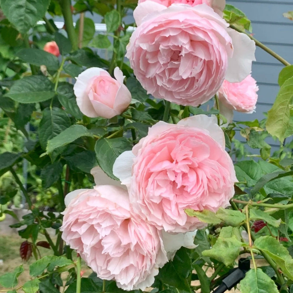 The Wedgwood Rose