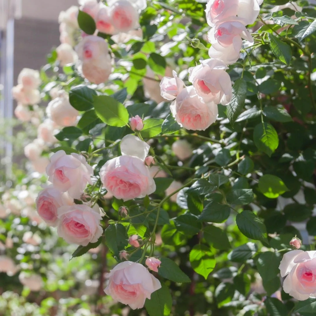 The Wedgwood Rose
