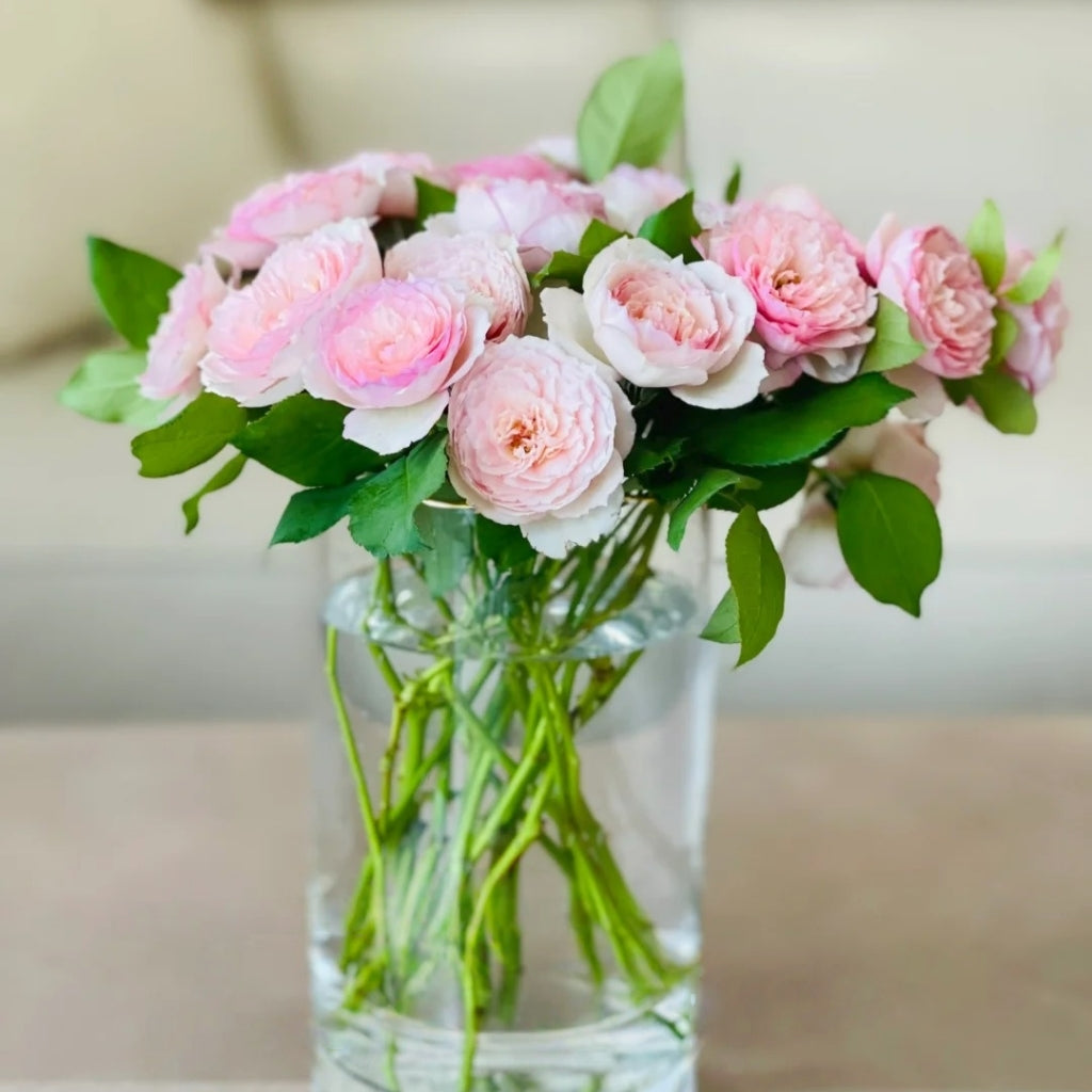 The Mill On The Floss Rose