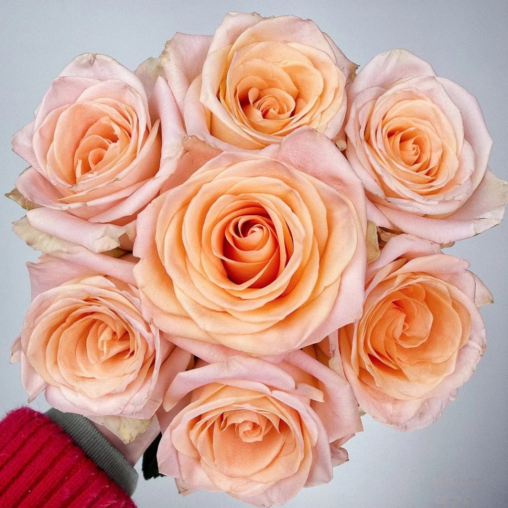 Tiffany Rose