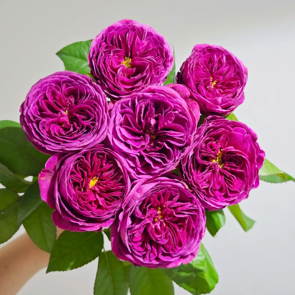 Time Scent Rose