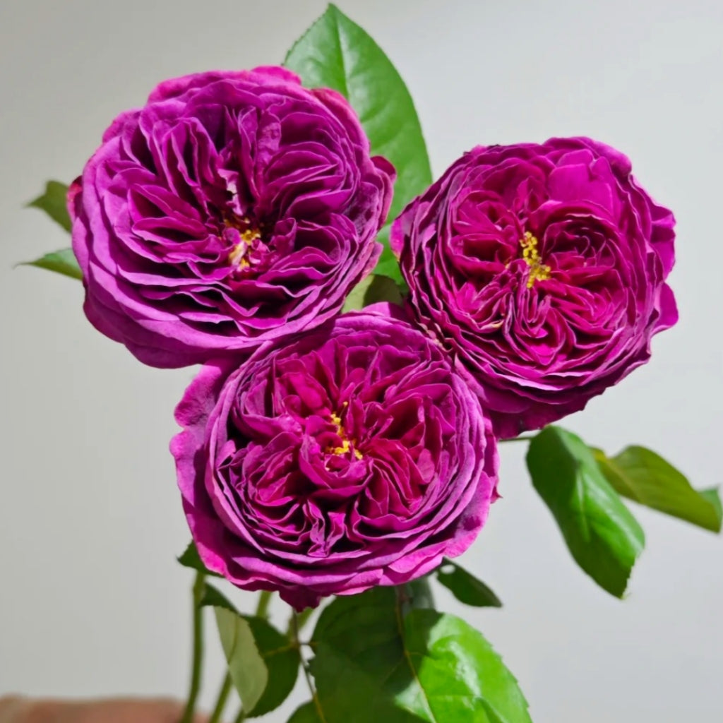 Time Scent Rose