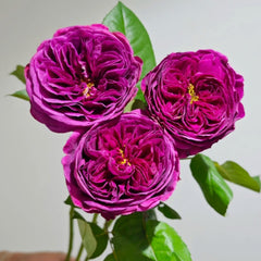 Time Scent Rose