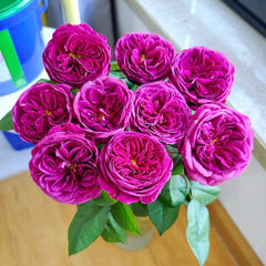 Time Scent Rose
