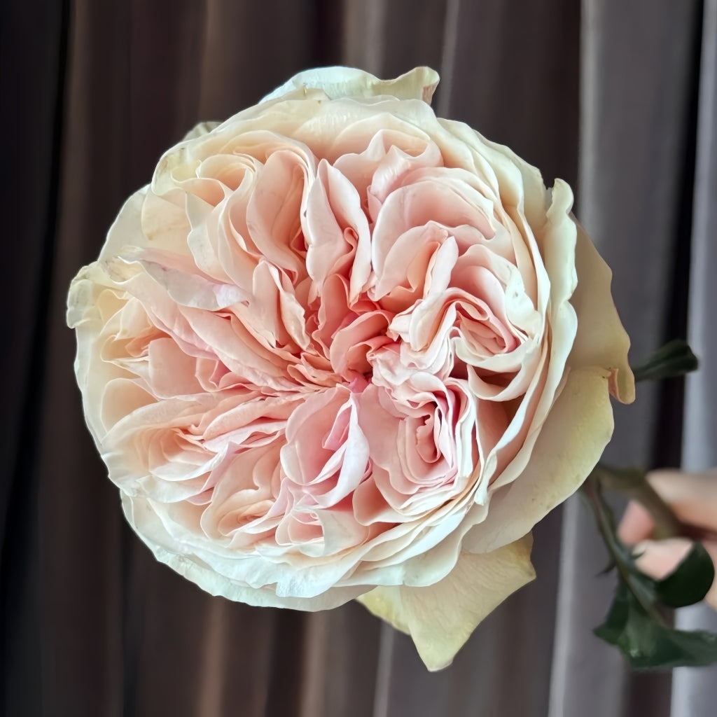 Tip Top Rose