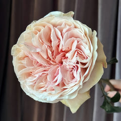 Tip Top Rose