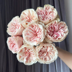 Tip Top Rose