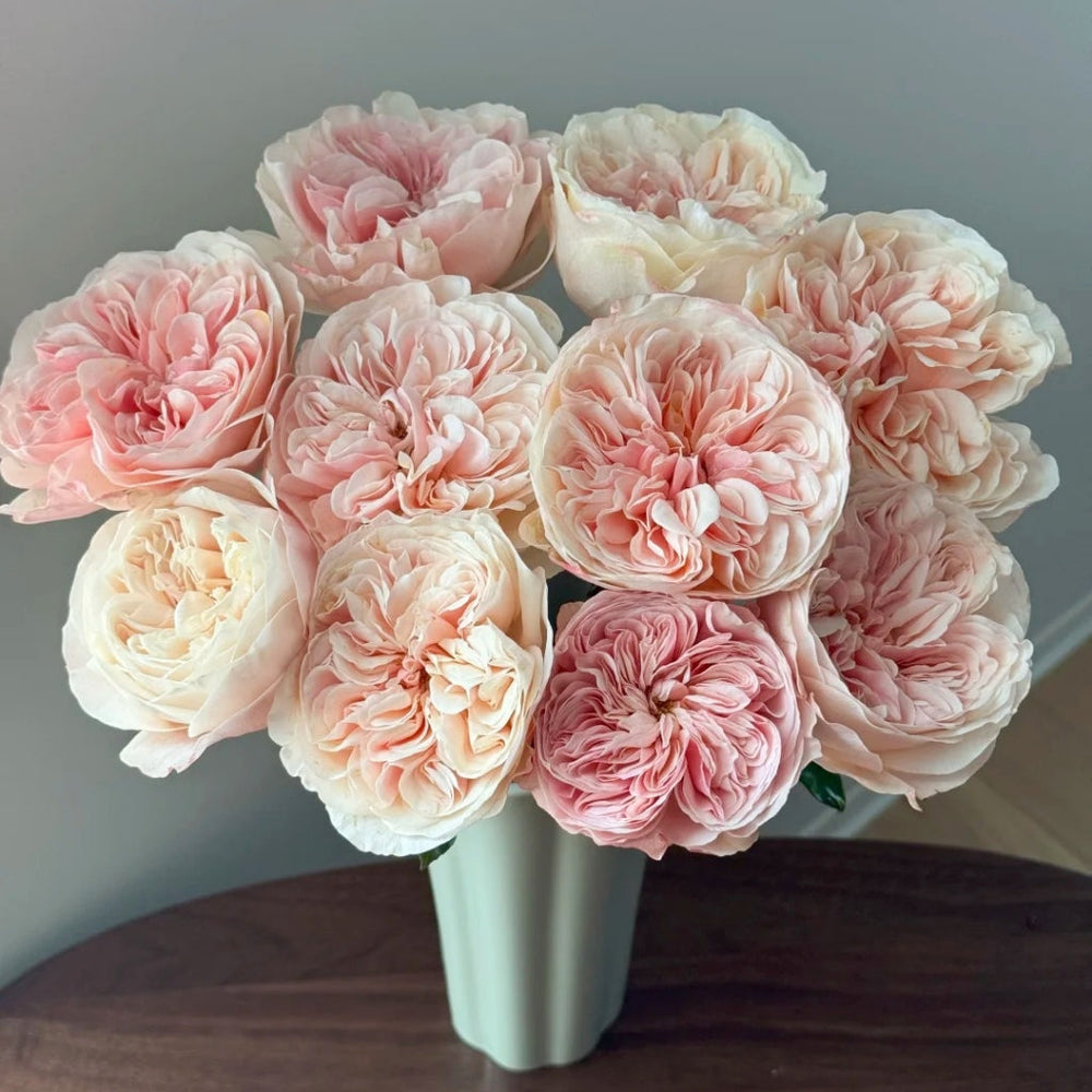 Tip Top Rose