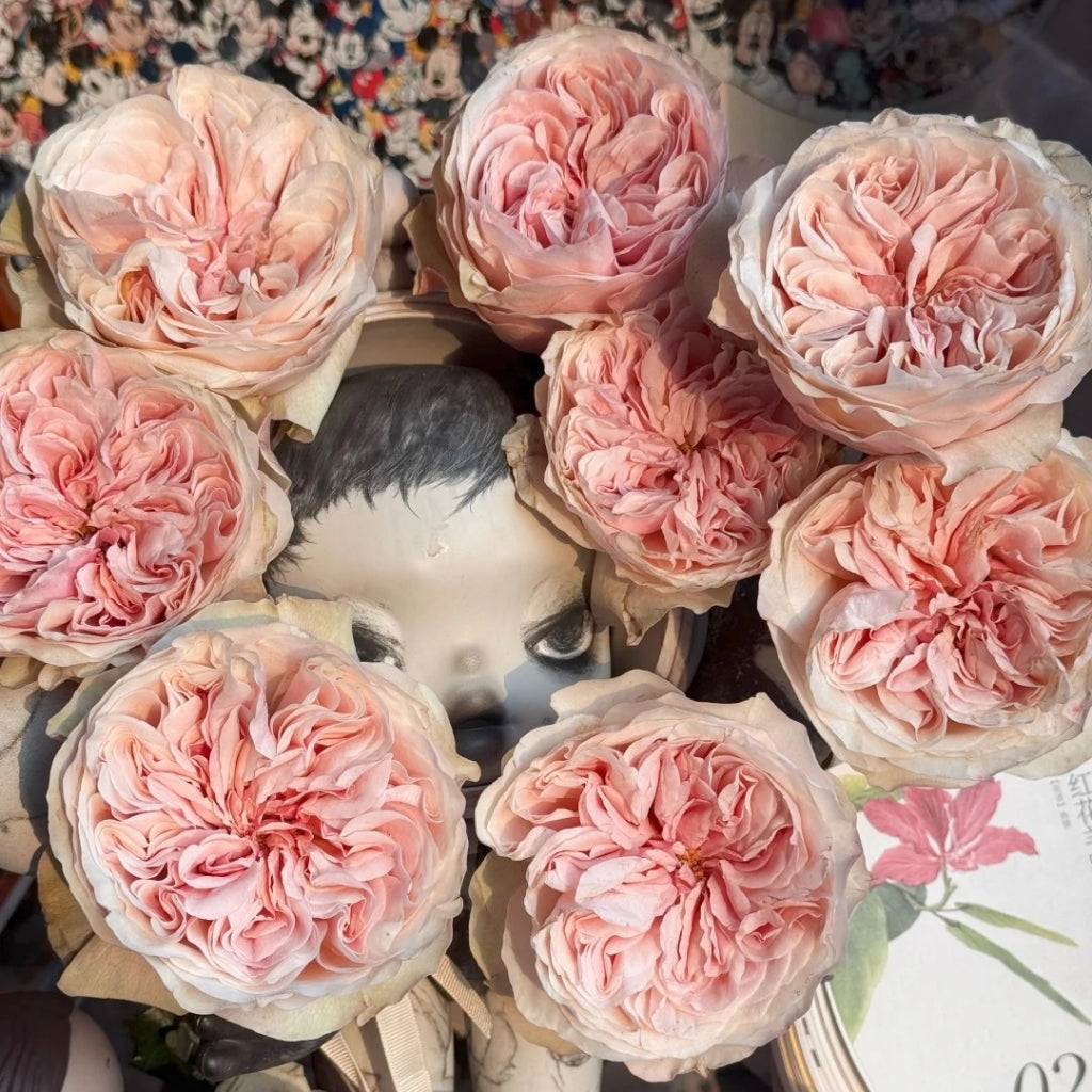 Tip Top Rose