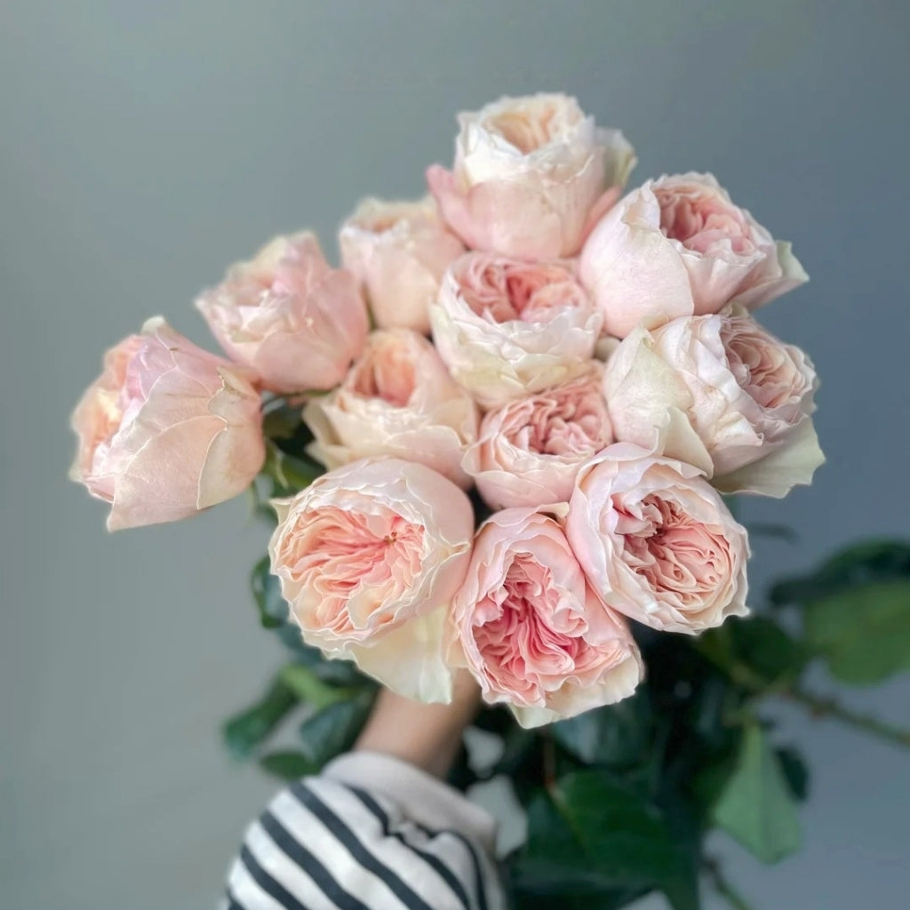 Tip Top Rose
